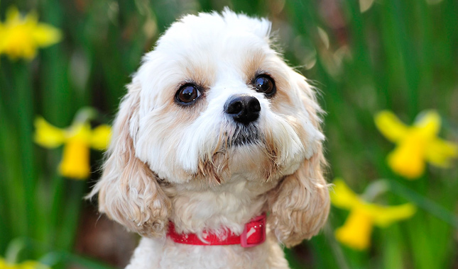 Cavapoo