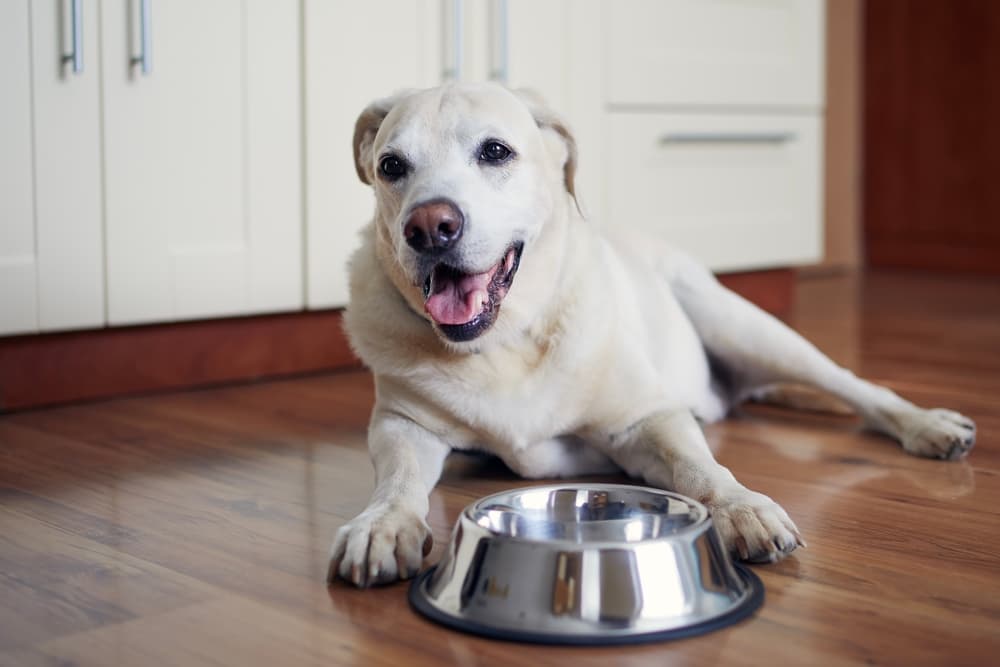 11 Best Chicken-Free Dog Foods of 2024