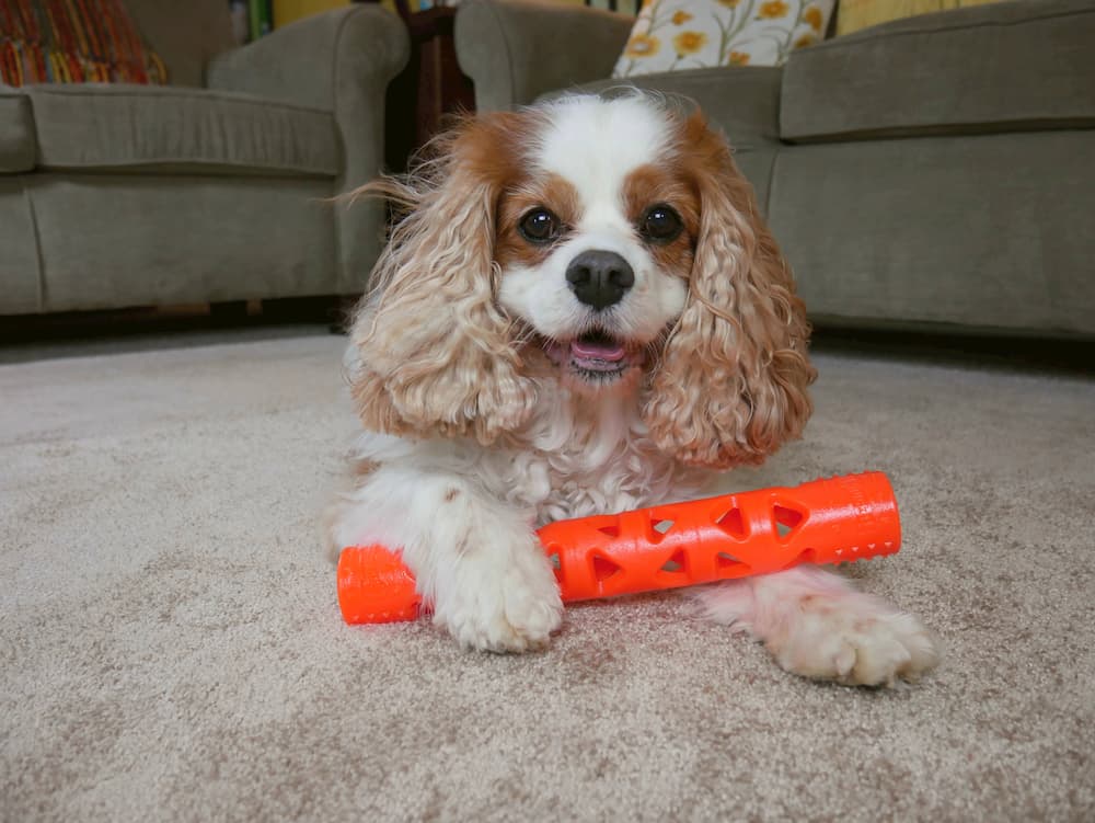 Dexter playing with ChuckIt Breath Right Stick