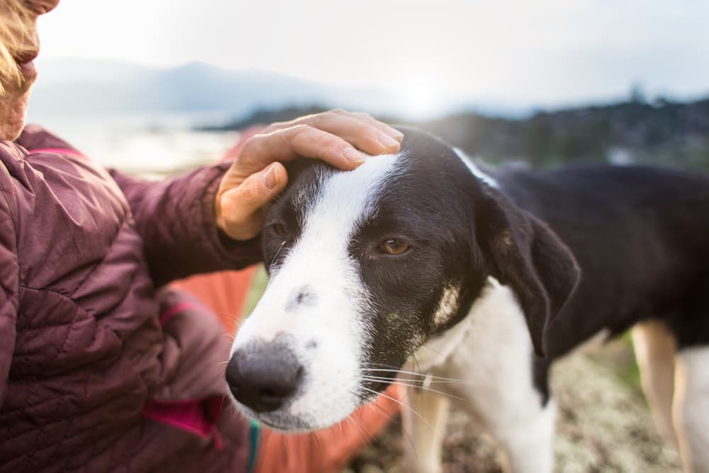 Dog traveling with owner