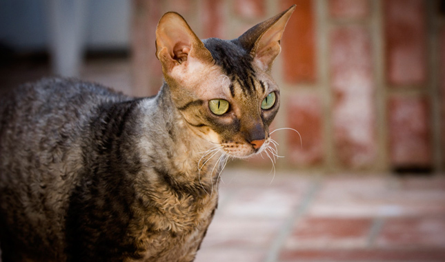 Cornish Rex