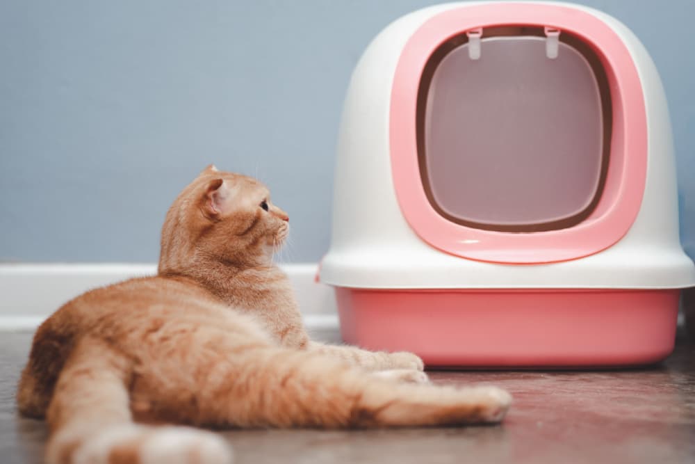 9 Best Covered Cat Litter Boxes of 2024