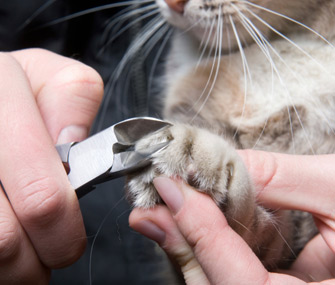 Cutting Cat's Nails