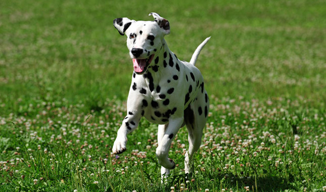 Dalmatian