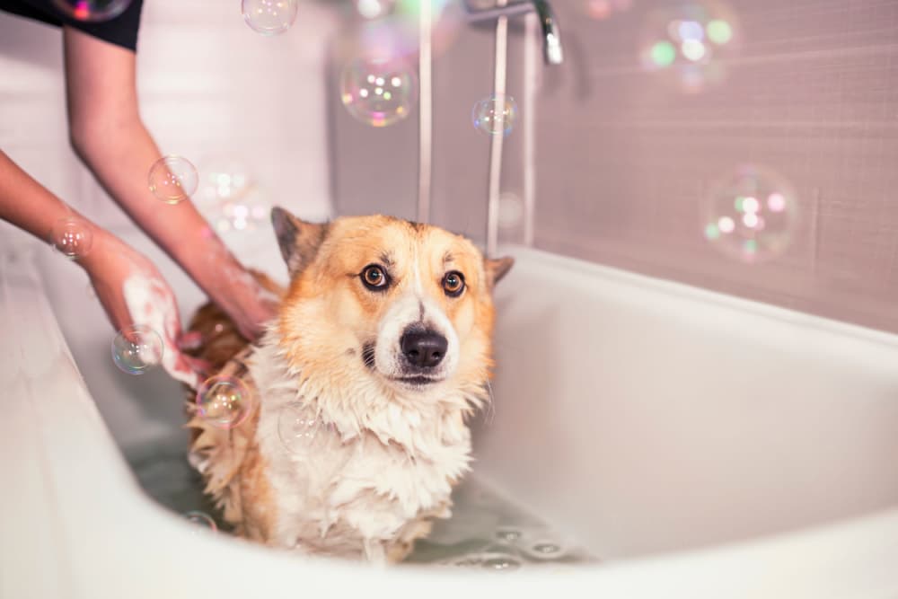 8 Best Deshedding Shampoos for Dogs of 2024