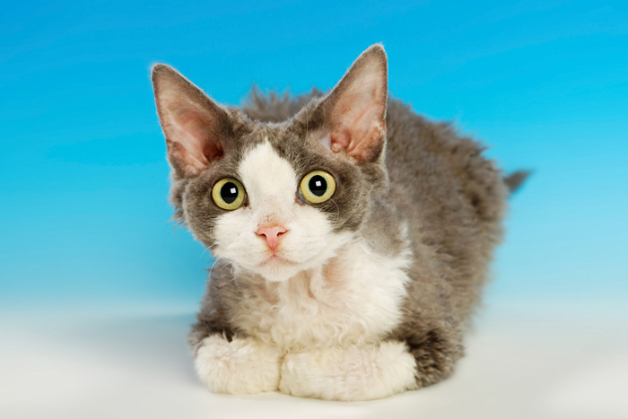 Devon Rex