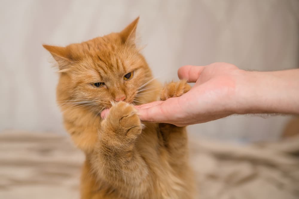 8 Diabetic Cat Treats That Vets Love