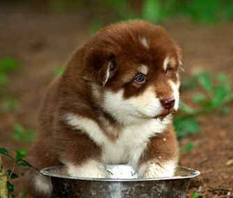 Why Does My Dog... Dig in Her Water Bowl?