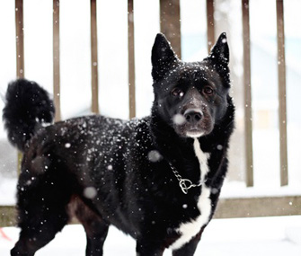 Dog in the snow