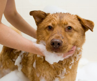 Dog taking a bath