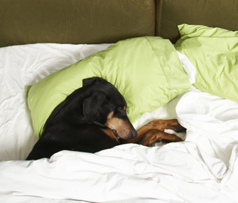 Why Does My Dog... Crawl Under the Covers?