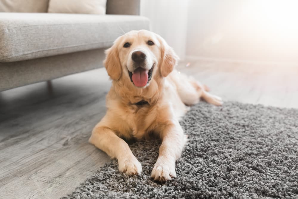 Dog laying down at home happy