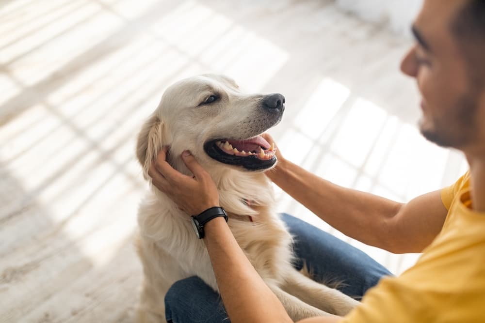 Dog getting pets from owner