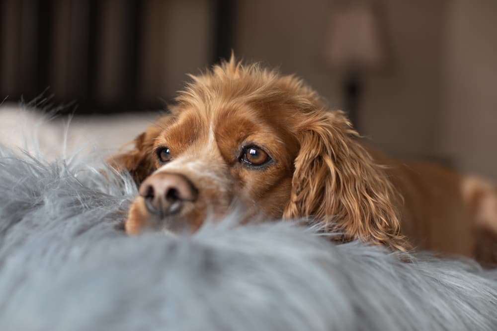 Dog at home looking concerned