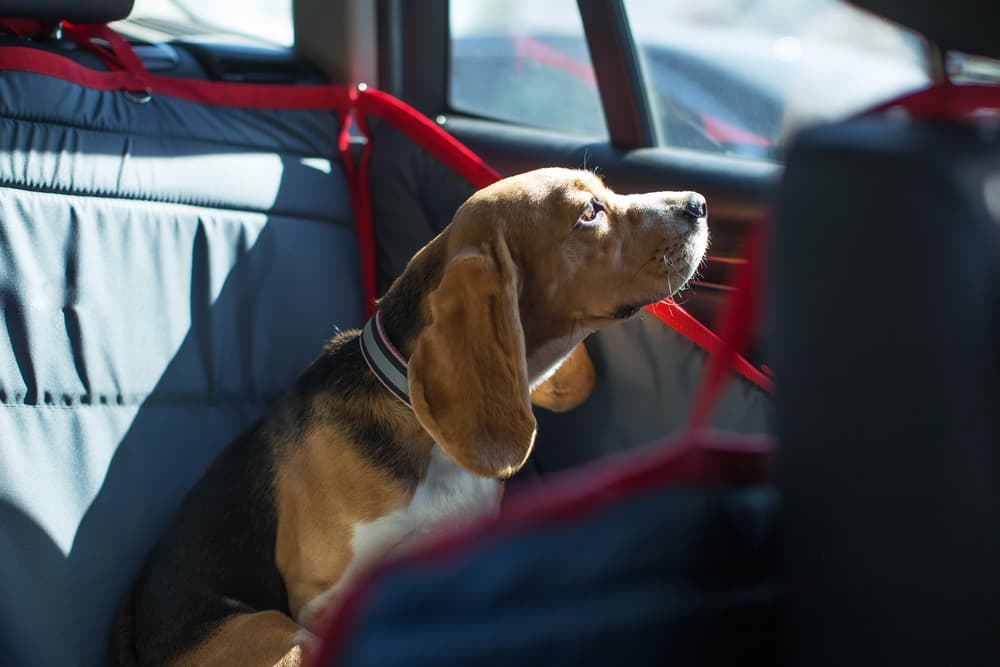 Happy dog looking out the window of backseat