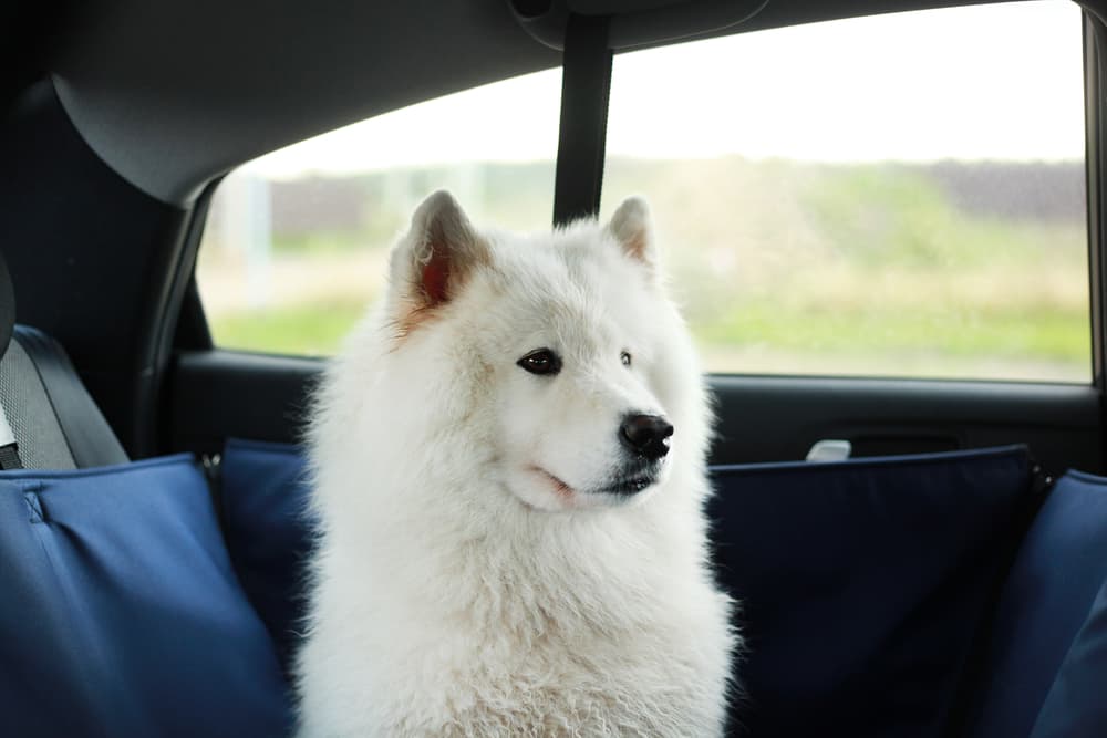 12 Best Dog Car Hammocks of 2025