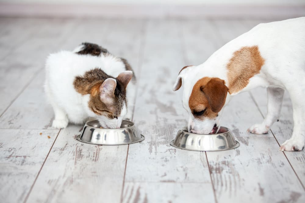 Dinovite for Dogs and Cats: Nutritional Supplements to Support Overall Wellness