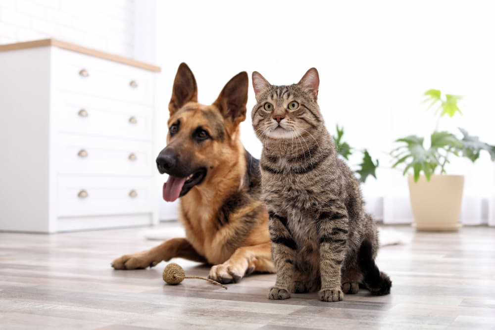 dog and cat in kitchen 