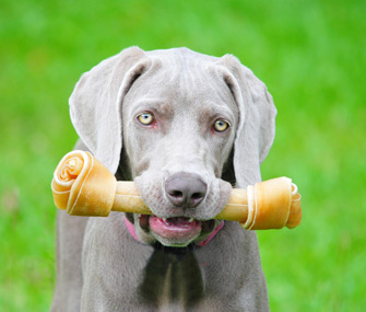 Dog chewing rawhide bone