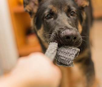 Dog Chewing Sock