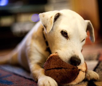 Why Does My Dog... Thrash His Toys?