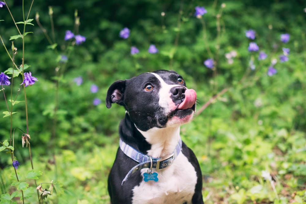 Dog licking his chops