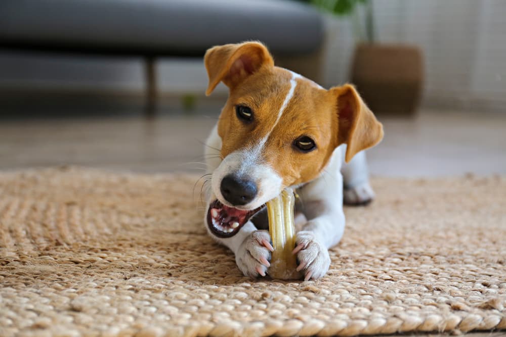 Top 11 Dog Toys for Aggressive Chewers of 2024