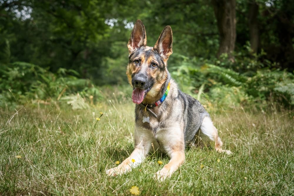 Dog in yard with head tilted