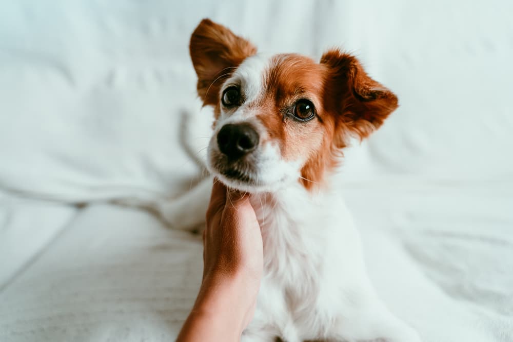 7 Dog Couch Protectors To Keep Your Sofa Clean