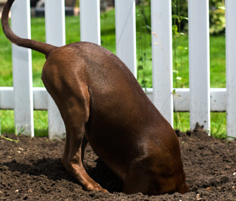 Dog digging