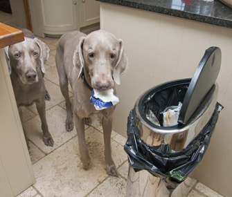 Why Does My Dog... Like to Eat Weird Things Out of the Trash?