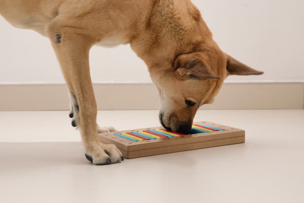 Dog playing with an enrichment toy at home