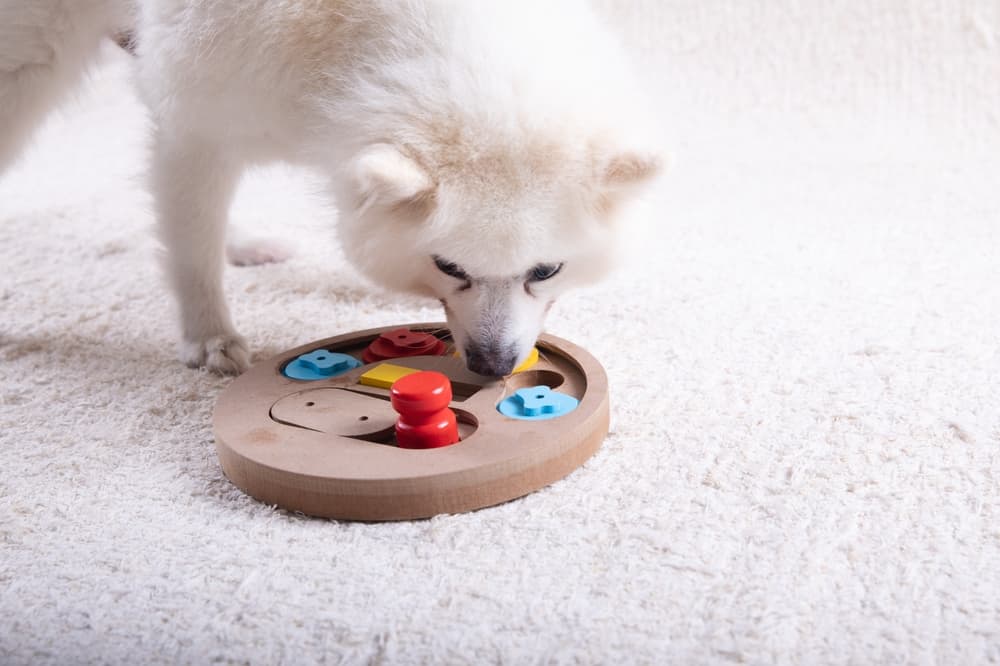 6 Best Dog Enrichment Toys to Beat Boredom