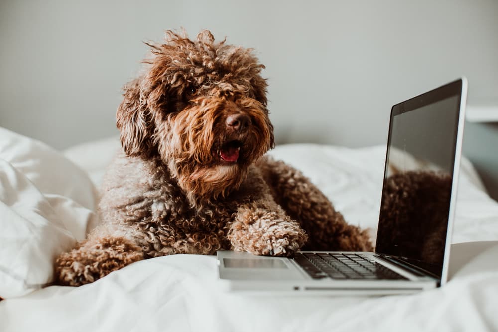 Dog at laptop owner is searching for dog eye wipes