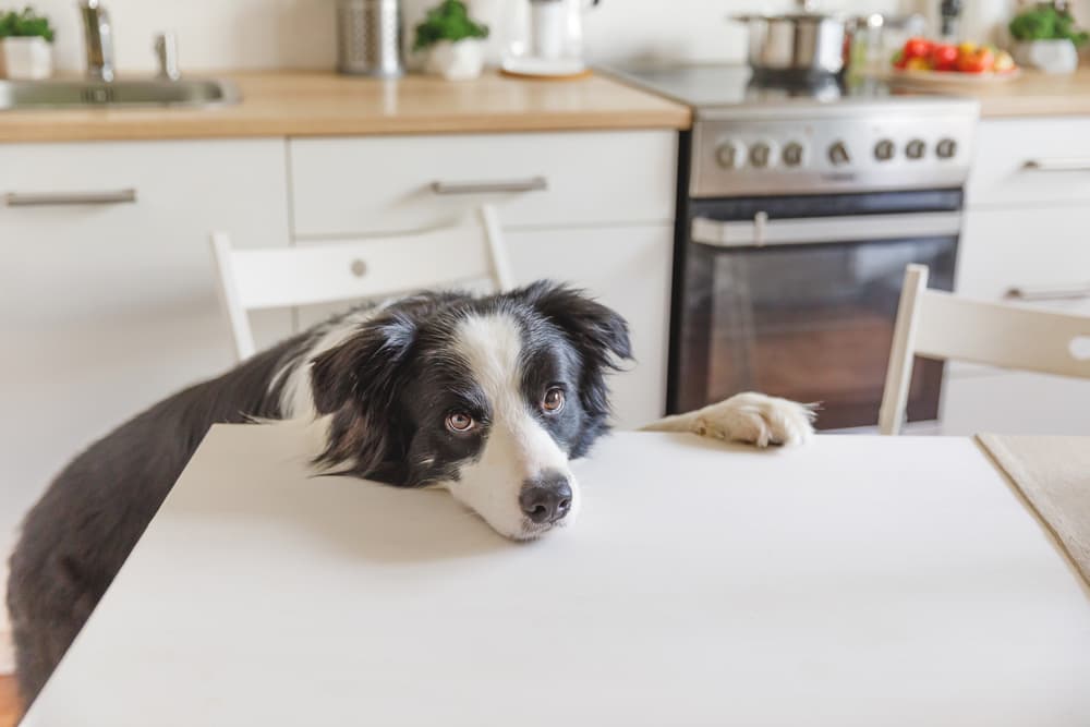 7 Best Dog-Proof Trash Cans to Prevent Messes