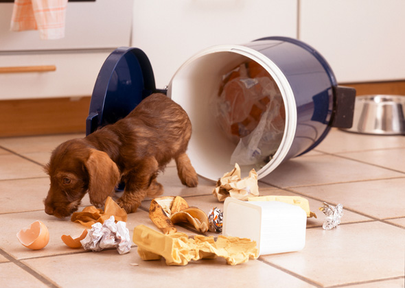 Eating From the Trash Can