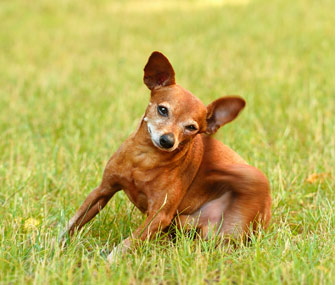 Dog itching himself in a field