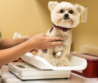 Cats and dogs who lose a dramatic amount of weight for no apparent reason need to see the vet