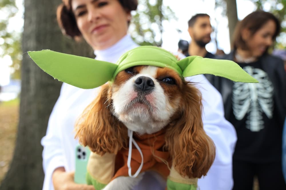 7 Best Dog and Owner Costumes for Cute Couples