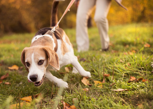 Pulling on Leash