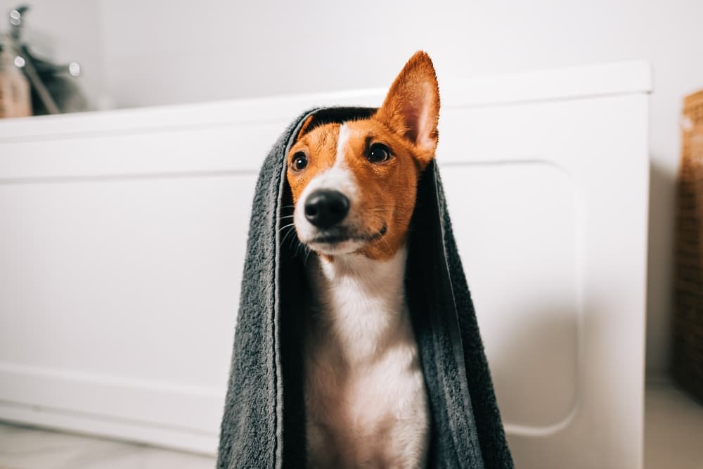 Dog after being in the shower and now toweling off