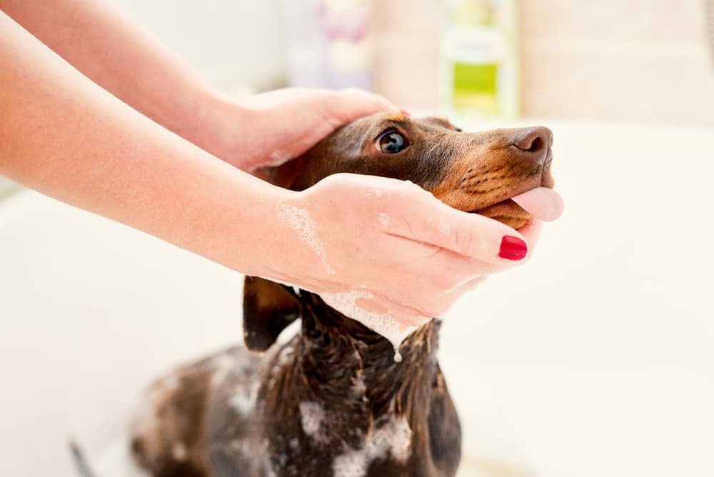 Dog in bath eating peanut butter