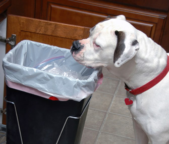 Why Does My Dog... Dig in the Trash Can?