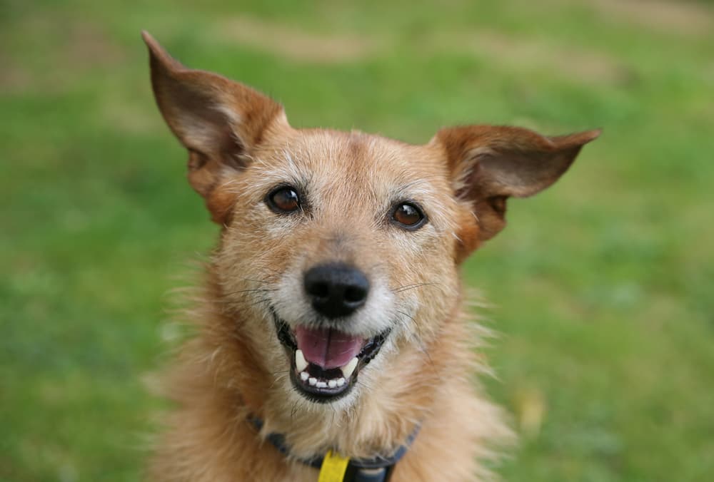 Dog smiling with great teeth