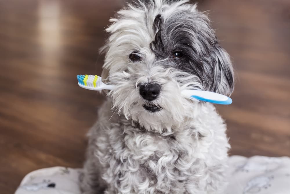 10 Dog Toothbrush Picks Approved by Vets