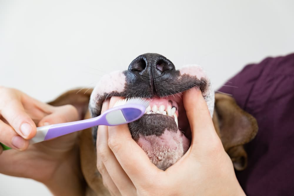 Brushing dog's teeth with toothbrush