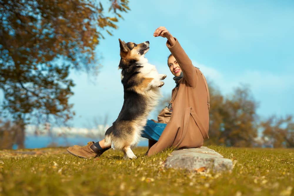 7 Best Dog Treat Pouches for On-the-Go Training