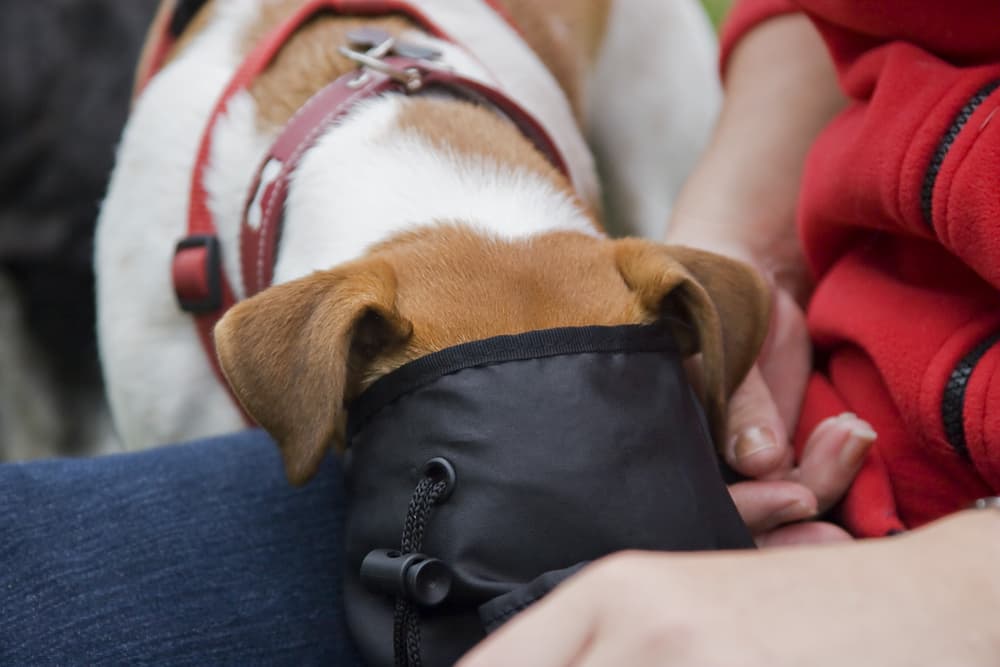 Dog with their face in a dog treat pouch