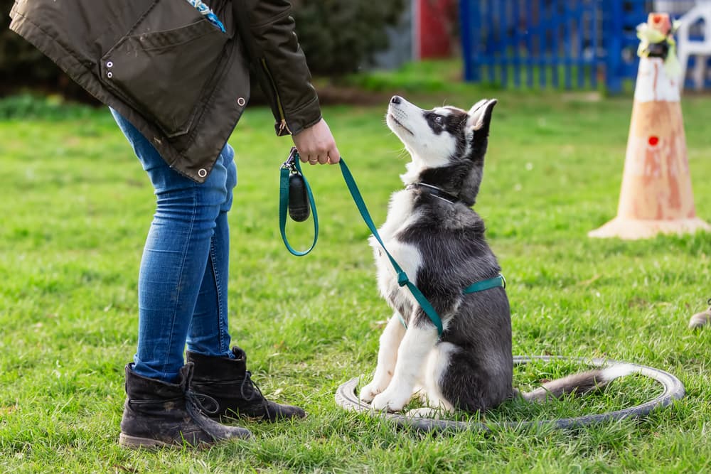 Dog training with owner outside getting a treat