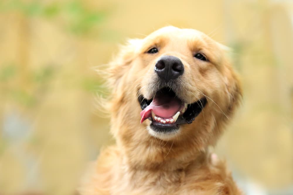 Dog smiling big open teeth happy